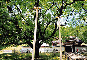 方づえ支柱